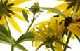 Rudbeckia Emergence II